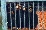 Nederlandse proeven op apen schokken
