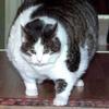Veel Nederlandse katten zijn te dik