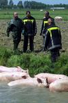 Reddingsoperatie voor varkens