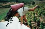 Druivenpluk topvakantie wijndrinker