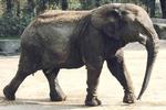 Twee soorten Afrikaanse olifant