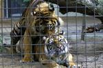 Artis-tijger krijgt gezelschapsdier