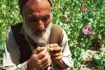 Opiumteelt in Afghanistan doelwit