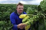 Teelt van Hollandse spruitjes<BR>is in de gevarenzone beland