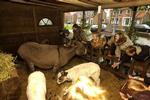 Controle op levend vee in kerststallen