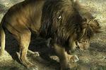 De leeuw van Kaboel is dood