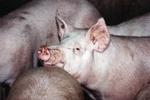 Zorgen om nieuwe uitbraak varkenspest