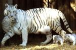 Wit tijgergeluk in de dierentuin