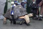Skateschildpad