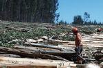 Shell trekt zich terug uit bosbouw Latijns-Amerika