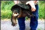 Bijtgrage schildpad in natuurgebied