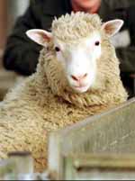 [Het gekloonde schaap Dolly]