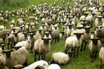 Bijzondere schapen naar de slacht
