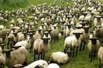 Bijzondere schapen naar de slacht
