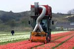 Zuiger kopt voortaan tulpen