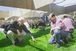 Zilverfolie moet gras ArenA doen groeien