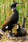 Big Birds: Aalscholvers live op internet