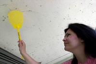 Klik op de foto voor een afbeelding op volle grootte (426x284, 12kb)