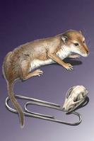 Klik op de foto voor een afbeelding op volle grootte (284x426, 13kb)