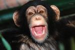 Wet verbiedt proeven met chimpansees