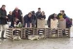 Zeehonden hebben vrijheid terug