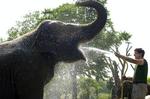 Olifant trapt oppasser dood