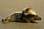Denen willen einde opvang van zeehonden