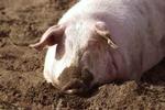 Pionieren in biologische<BR>varkenshouderij voorbij
