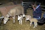 Lammetjes stelen de show in Almere
