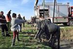 Paard gered van modderdood