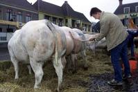 Klik op de foto voor een afbeelding op volle grootte (426x284, 23kb)