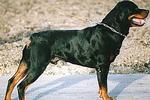 Fokverbod dreigt voor rottweilers