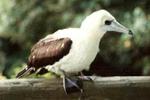 Asielgevangenis bedreigt zeldzame vogel
