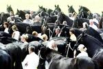 Raspaarden van stal voor record