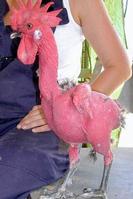 Klik op de foto voor een afbeelding op volle grootte (284x426, 19kb)