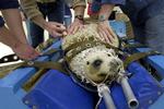 Massale sterfte van zeehonden verwacht