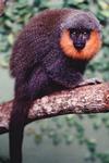 Dit is het Prins Bernhard-aapje