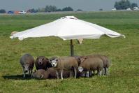 Klik op de foto voor een afbeelding op volle grootte (426x284, 20kb)