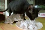 Als kat en muis