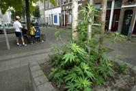 Klik op de foto voor een afbeelding op volle grootte (426x284, 26kb)