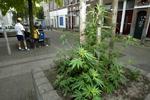 Openbare wiet in Arnhem