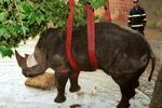 Ook dierenleed in Tsjechië