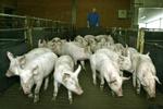 'Tussenhandel moet uit voersector'