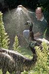 Emoes dol op verfrissend regenbuitje