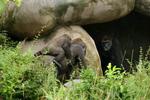 Gorilla's geven verzet tegen eiland op